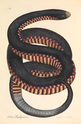 Purpurseitige Schlange, Coluber porphyriacus